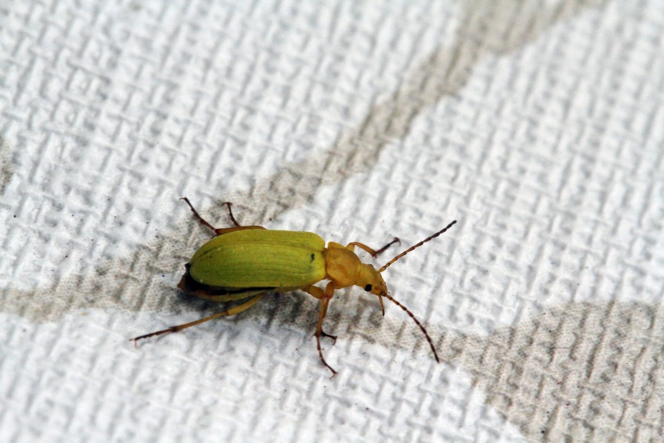 Cteniopus sulphureus - közönséges kénbogár Cteniopus sulphureus - közönséges kénbogár