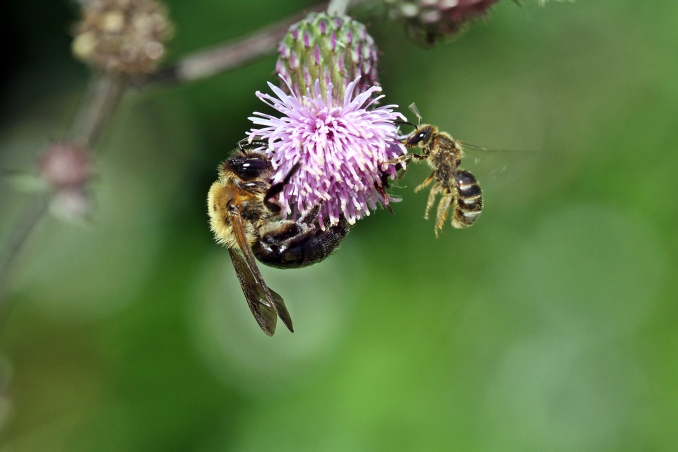 Hymenoptera - Hártyásszárnyúak