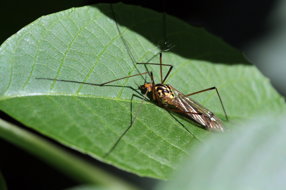 Nephrotoma scalaris