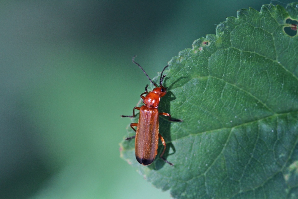 Rhagonycha fulva - feketevégű lágybogár