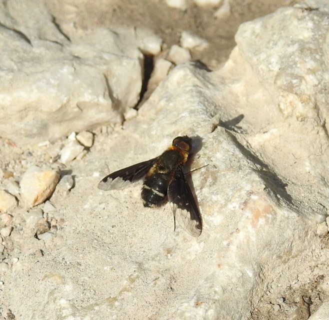 Hemipenthes velutina - bársonyos gyászlégy