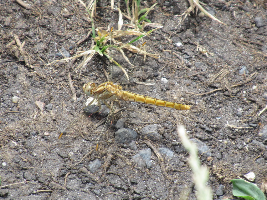 Orthetrum brunneum - pataki pásztorszitakötő