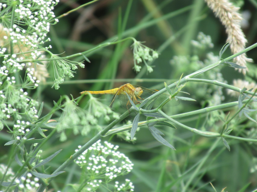 Orthetrum coerulescens - karcsú pásztorszitakötő