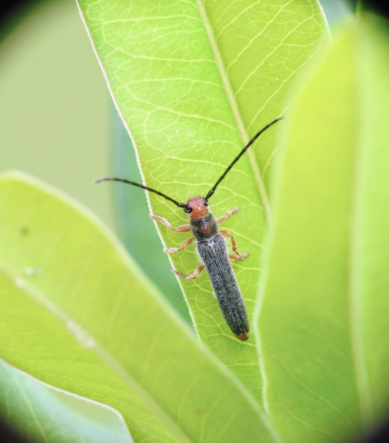 Oberea erythrocephala - pirosfejű kutyatejcincér