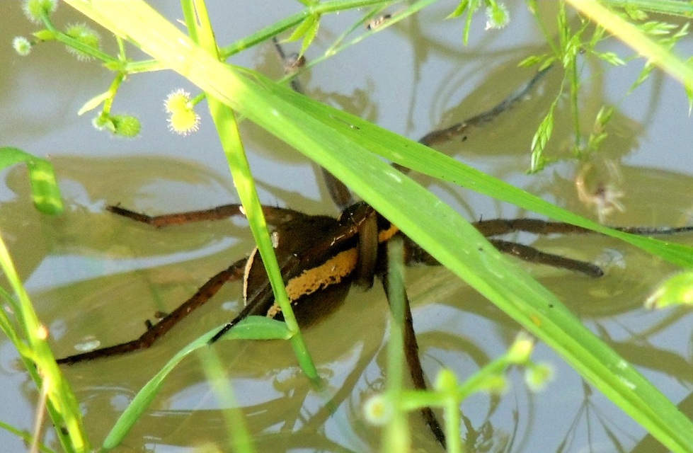 Dolomedes plantarius/fimbriatus