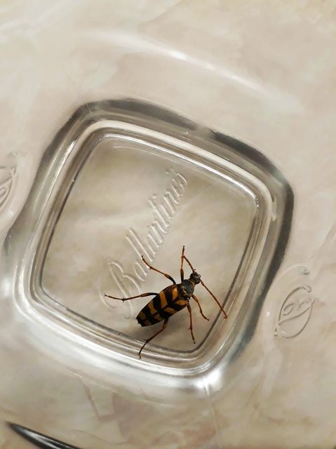 Leptura aurulenta - sárgaszőrű szalagoscincér