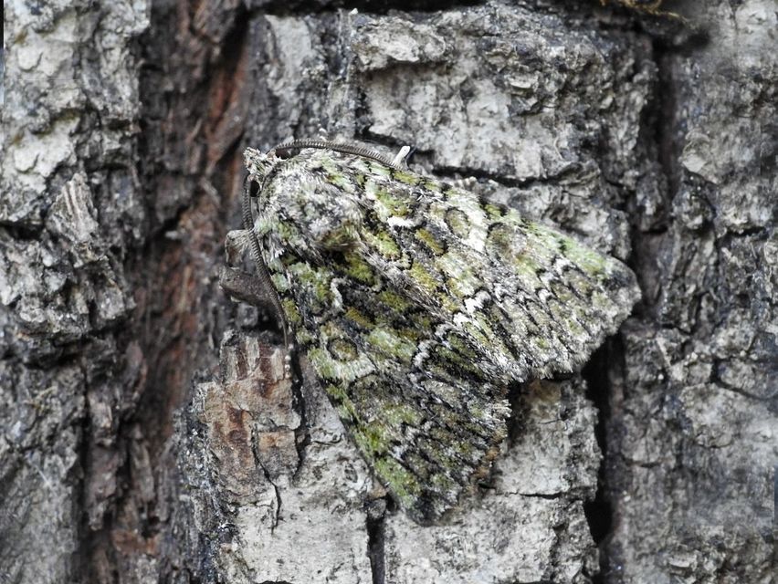 Polyphaenis sericata - selyemfényű erdeibagoly