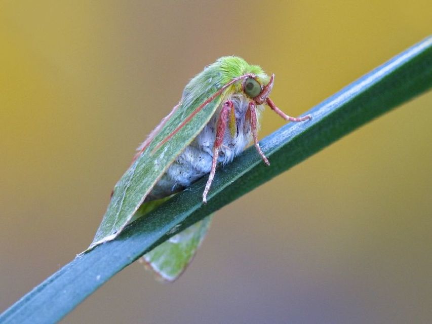 Pseudoips prasinana - bükkfa-zöldbagoly