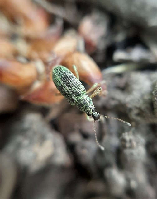 Polydrusus formosus - selymes lombormányos
