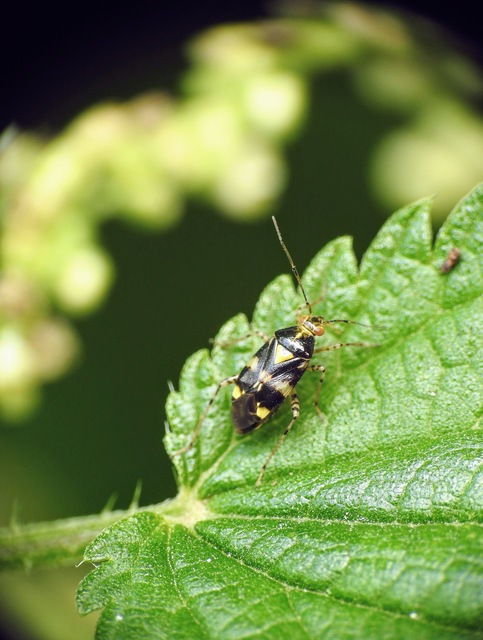 Liocoris tripustulatus - hárompettyes mezeipoloska