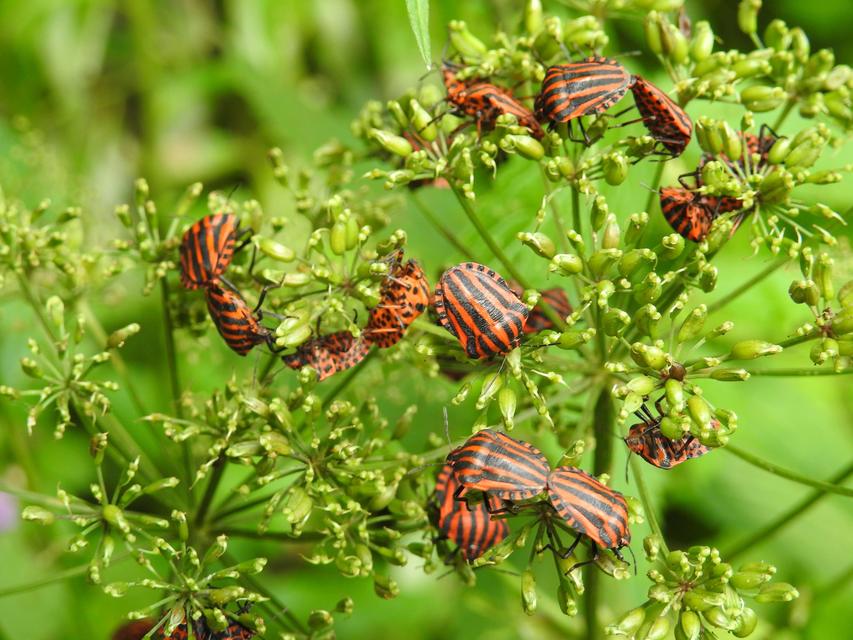 Graphosoma italicum - csíkos pajzsospoloska