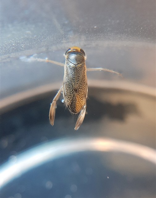 Corixidae - búvárpoloskák Corixidae - búvárpoloskák