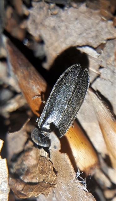 Lampyris noctiluca - nagy szentjánosbogár