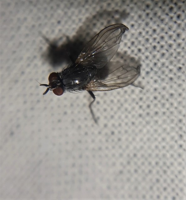 Muscidae - igazi legyek