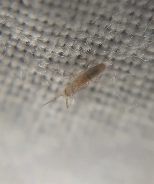 Collembola - Ugróvillások