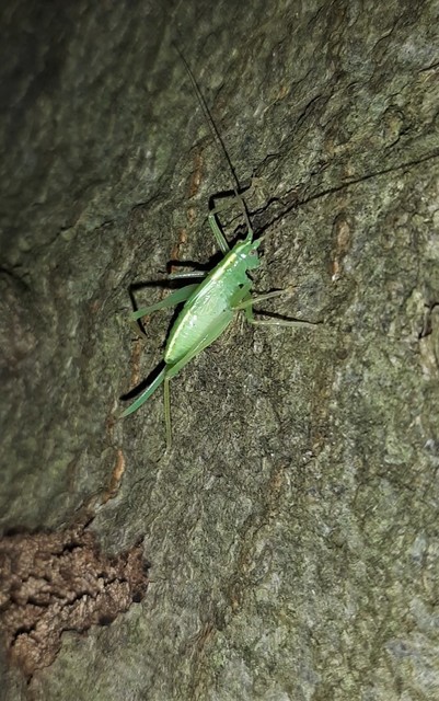 Meconema thalassinum - közönséges dobolószöcske
