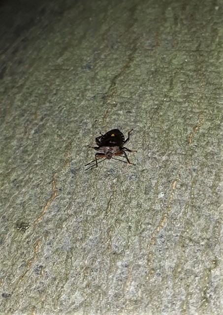 Pentatoma rufipes - vöröslábú címerespoloska Pentatoma rufipes - vöröslábú címerespoloska