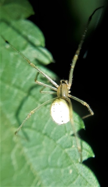 Enoplognatha ovata/latimana