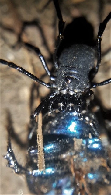 Egaenus convexus