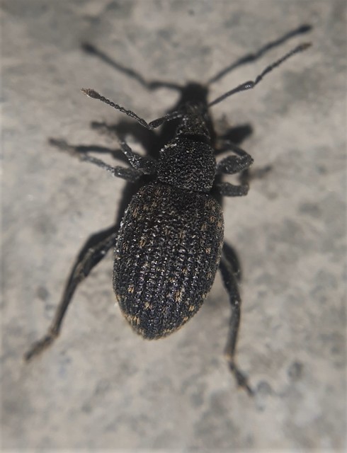 Otiorhynchus sulcatus - szálkás gyalogormányos