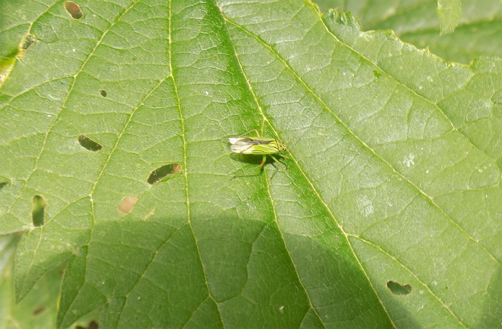 Mermitelocerus schmidtii