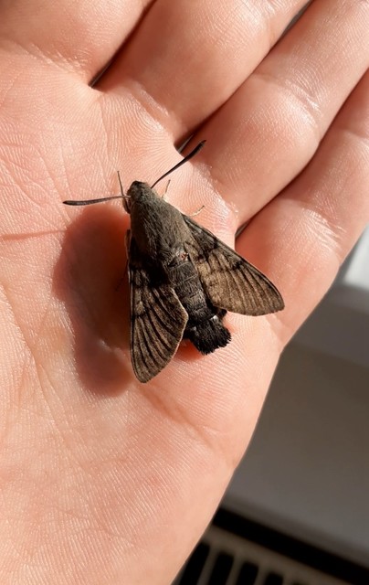 Macroglossum stellatarum - kacsafarkú szender