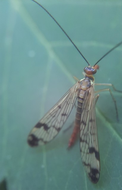 Panorpa cognata