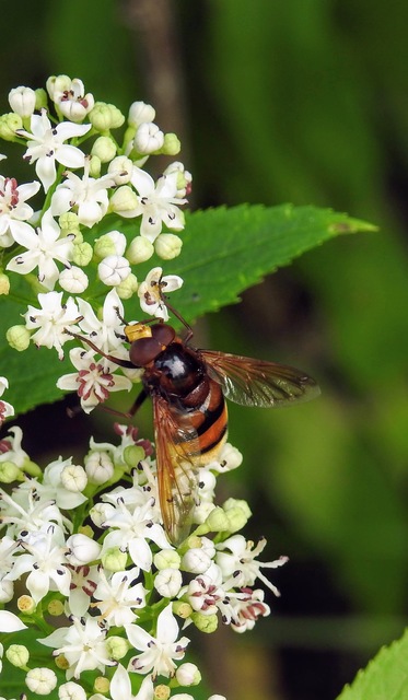 Volucella zonaria - kétöves pihelégy