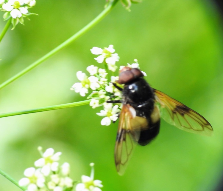 Volucella pellucens - üvegpotrohú pihelégy