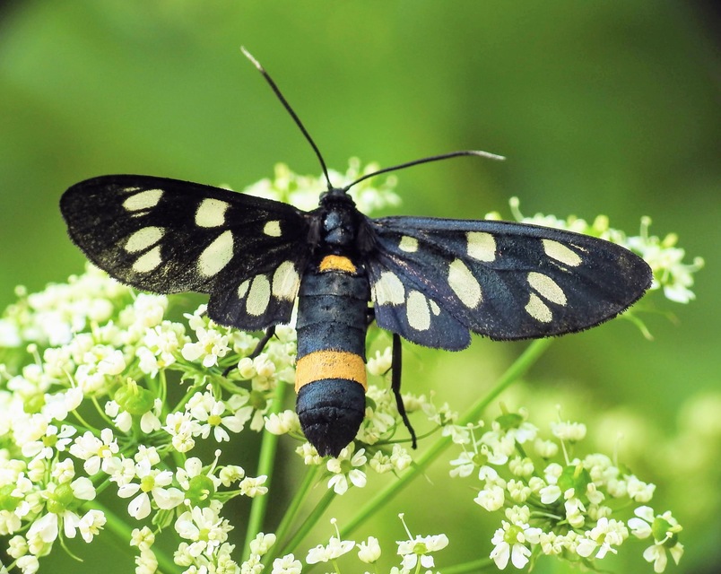 Amata phegea - fehérpettyes álcsüngőlepke