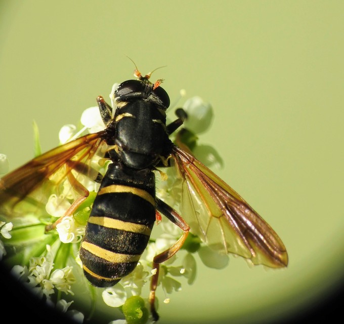 Temnostoma bombylans - fekete tigrislégy
