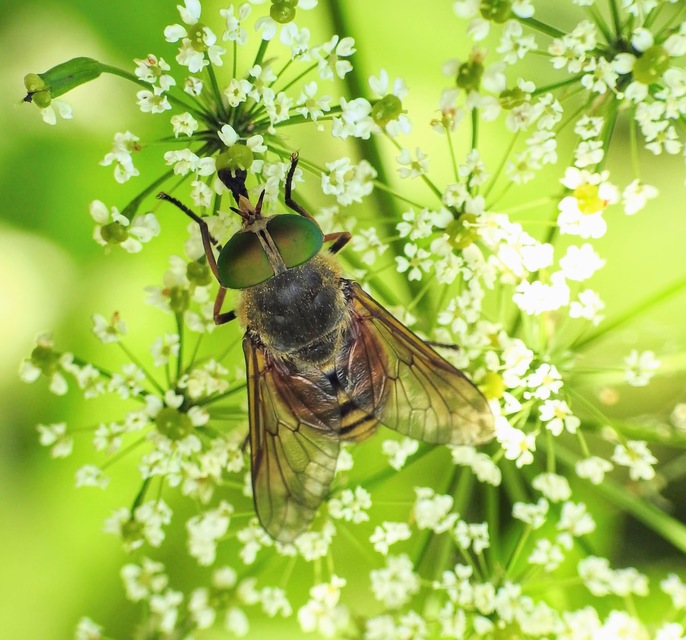 Philipomyia