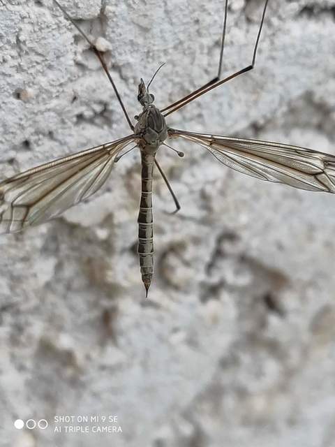 Tipula lateralis