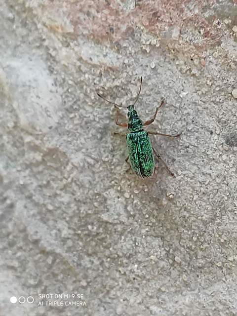 Polydrusus formosus - selymes lombormányos