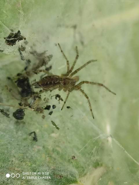 Allagelena gracilens - karcsú tölcsérpók Allagelena gracilens - karcsú tölcsérpók