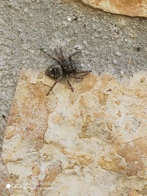 Attulus pubescens - bozontos ugrópók
