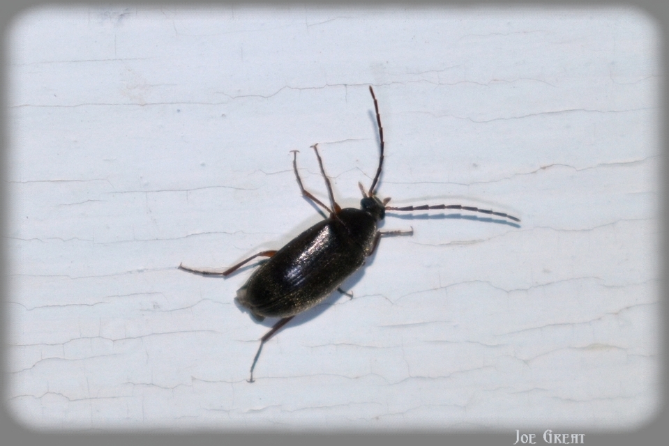 Hymenalia rufipes - rőtlábú alkonybogár