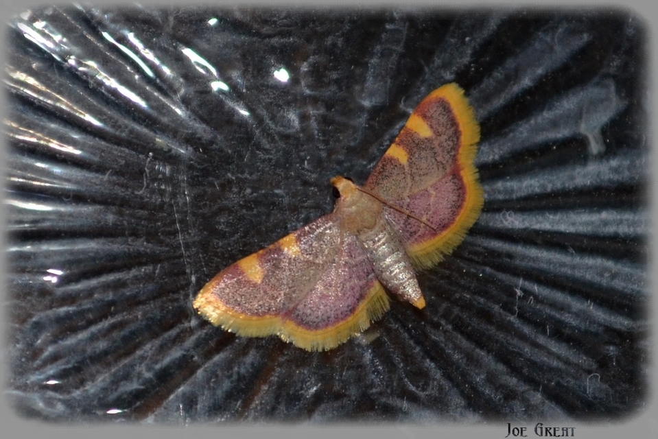 Hypsopygia costalis - szénailonca
