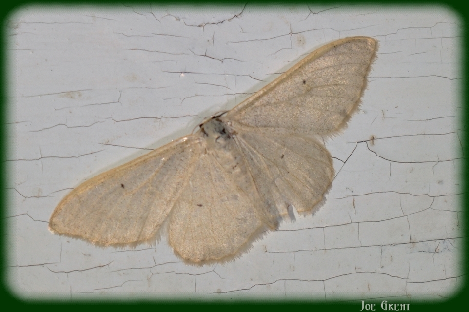 Idaea straminata - szalmasárga sávosaraszoló