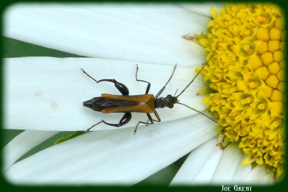 Oedemera femorata - sárgahátú álcincér