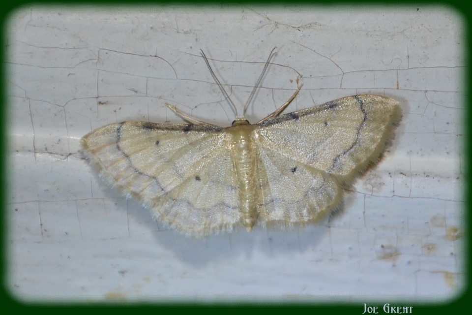 Idaea politaria - vonalas apróaraszoló