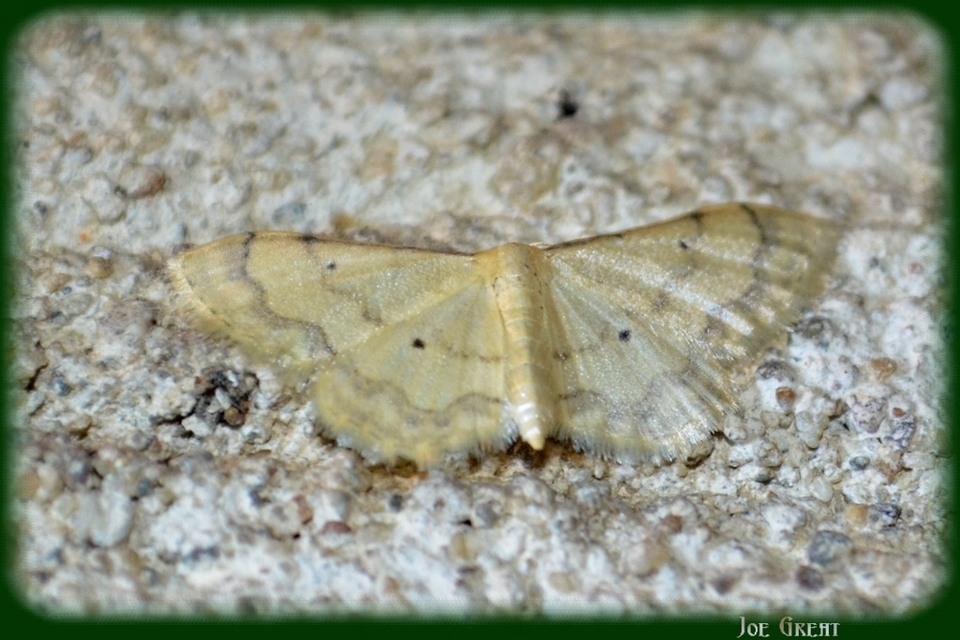 Idaea politaria - vonalas apróaraszoló