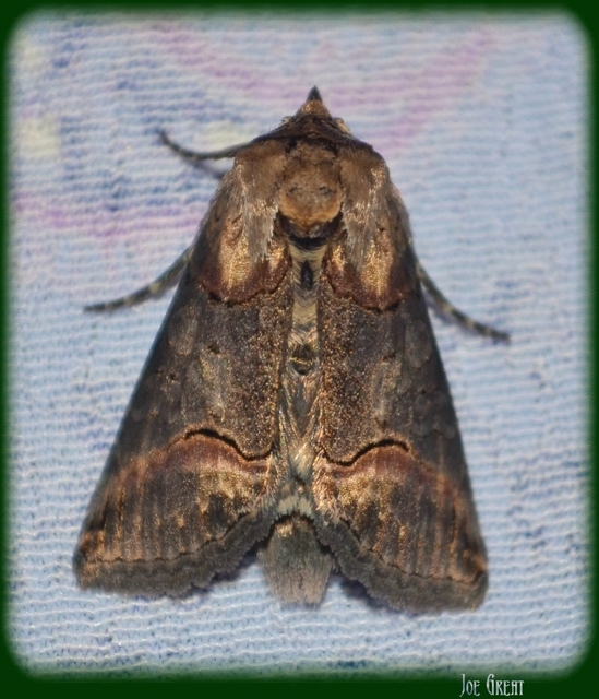 Abrostola triplasia - közönséges csalánbagoly