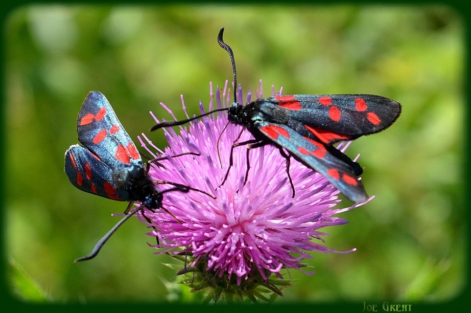 Zygaena filipendulae - acélszínű csüngőlepke