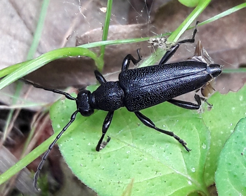 Stictoleptura scutellata - hegyi virágcincér