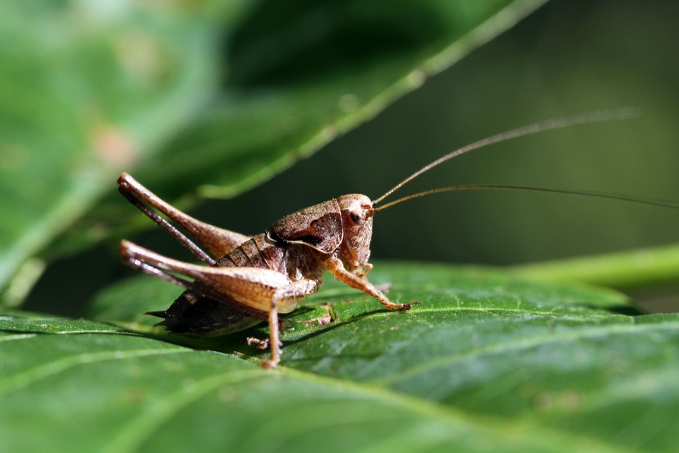 Pholidoptera griseoaptera - szürke avarszöcske