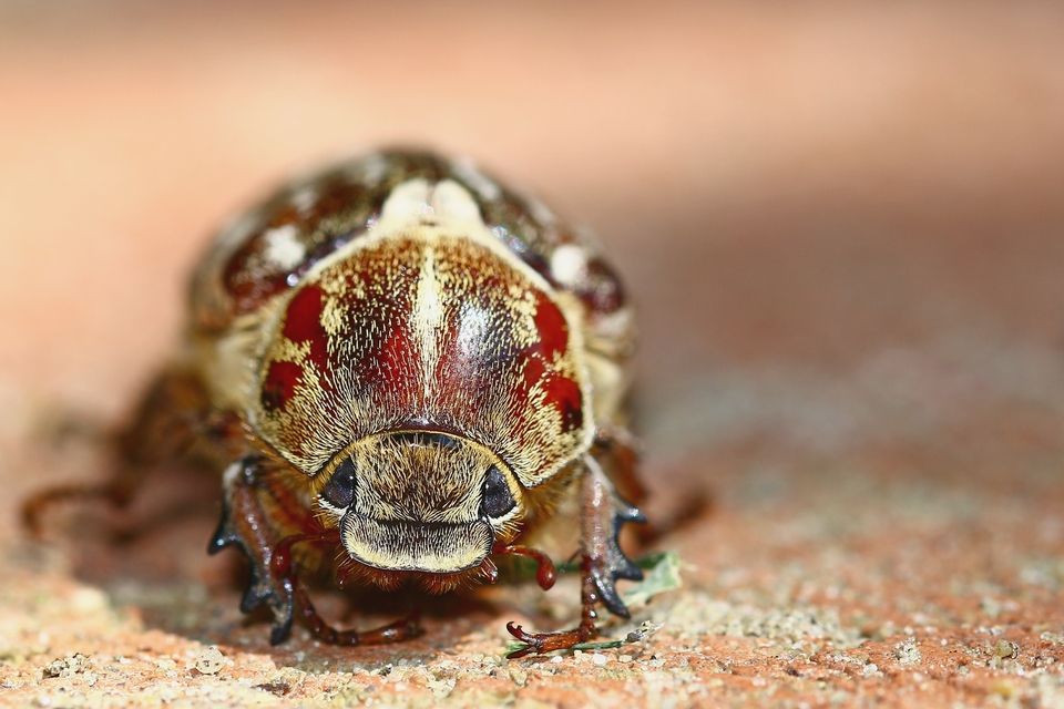 Anoxia orientalis - keleti cserebogár
