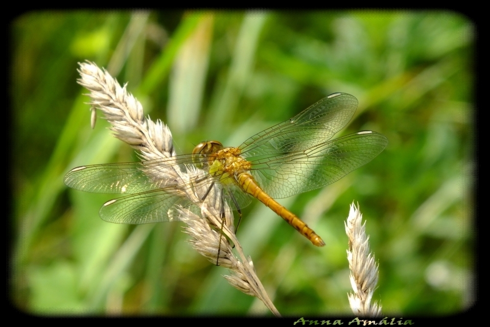 Sympetrum striolatum/vulgatum