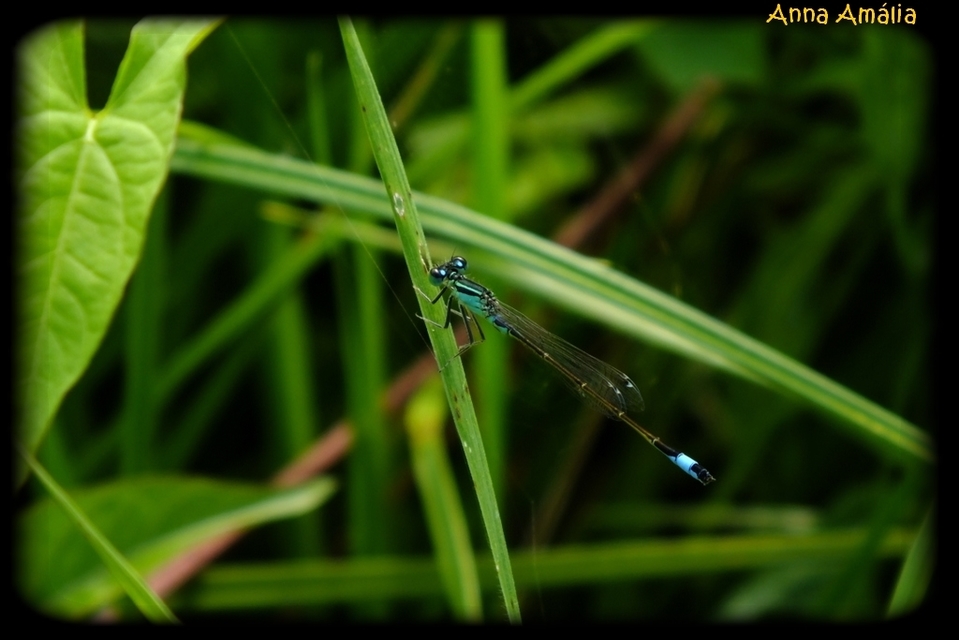 Ischnura elegans pontica - kéköves légivadász