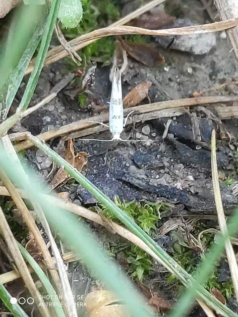 Argyresthia pygmaeella - kecskefűzbarka-aranymoly